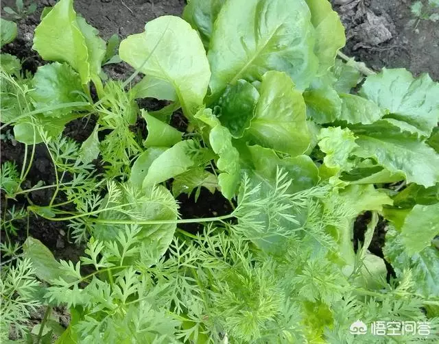 如果你有一個農家小院,你會在院子裡種什麼菜?