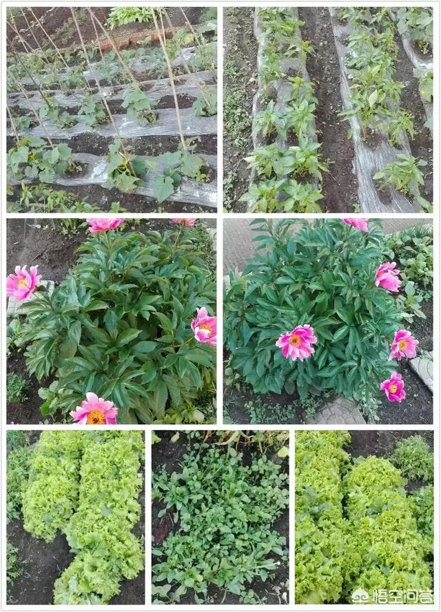 如果你有一個農家小院,你會在院子裡種什麼菜?