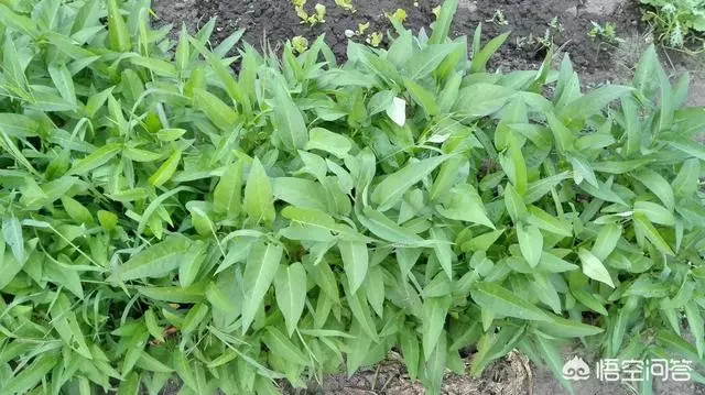 如果你有一個農家小院,你會在院子裡種什麼菜?