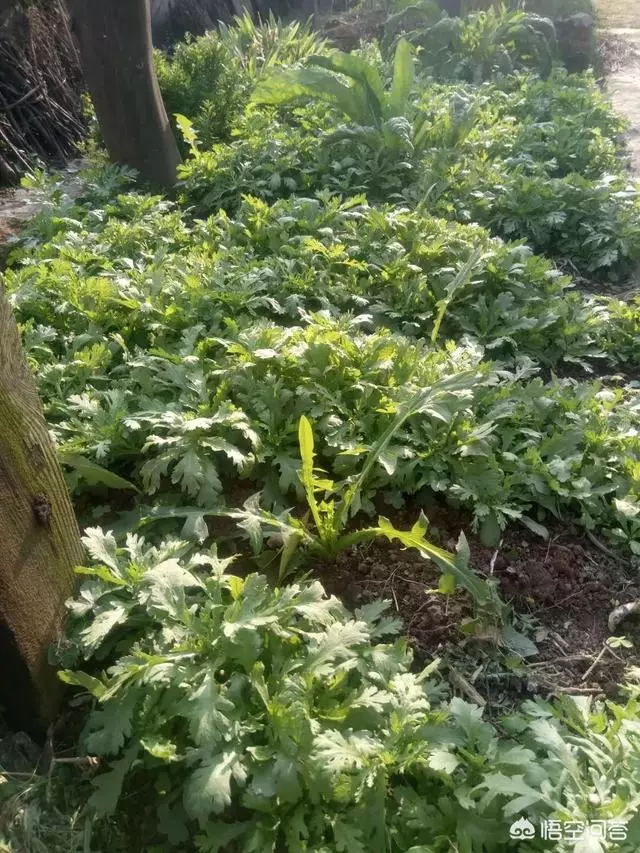 如果你有一個農家小院,你會在院子裡種什麼菜?