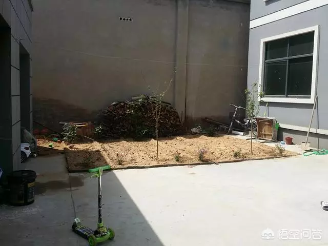 如果你有一個農家小院,你會在院子裡種什麼菜?