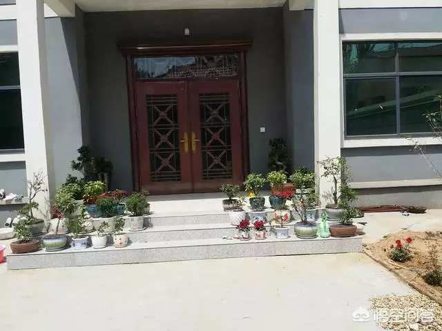 如果你有一個農家小院,你會在院子裡種什麼菜?