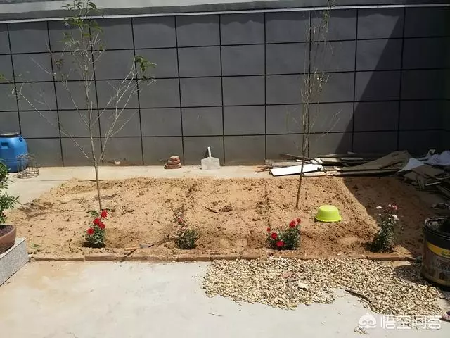 如果你有一個農家小院,你會在院子裡種什麼菜?