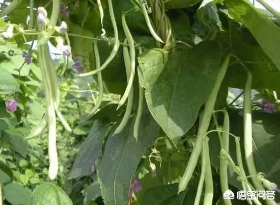 如果你有一個農家小院,你會在院子裡種什麼菜?