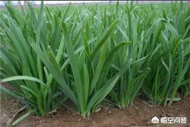 如果你有一個農家小院,你會在院子裡種什麼菜?