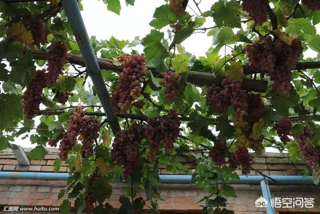 如果你有一個農家小院,你會在院子裡種什麼菜?