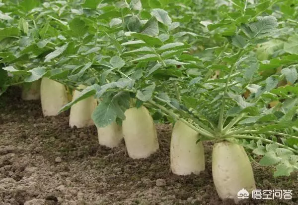 如果你有一個農家小院,你會在院子裡種什麼菜?