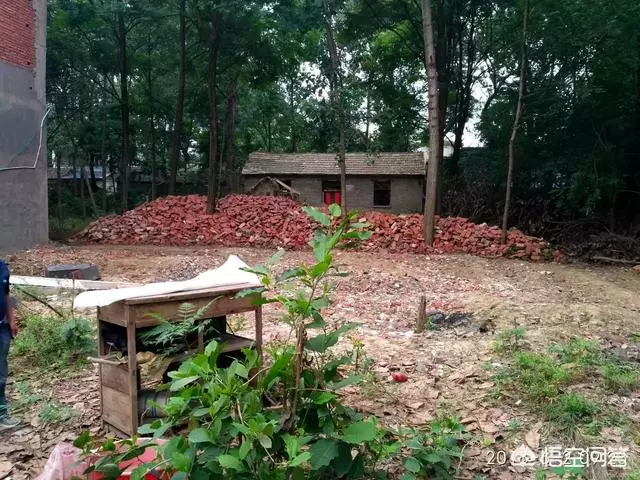 如果你有一個農家小院,你會在院子裡種什麼菜?