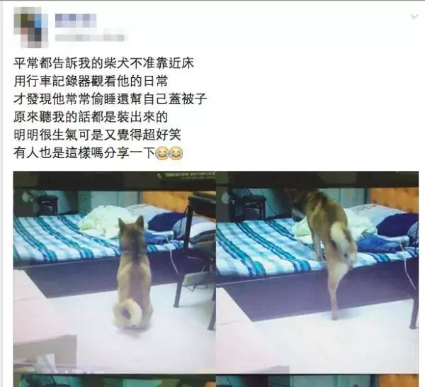 主人出門前吩咐狗狗「不準上床」,卻被監視器拍到牠盯著床猶豫的畫面 ...