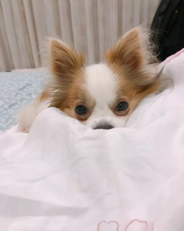 [TWICE][分享]181206 依舊是KPO女團第一TWICE今年截止目前為止專輯銷量458萬張+