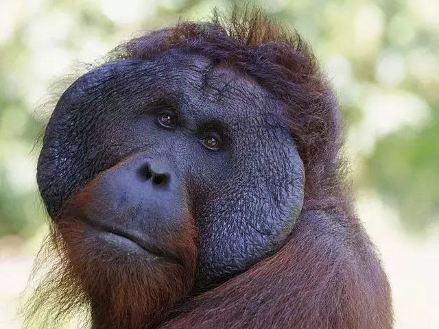 你以為人科只有人類一個物種?並不是
