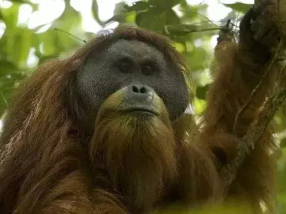 你以為人科只有人類一個物種?並不是