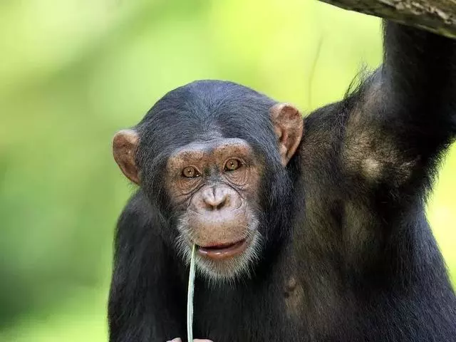 你以為人科只有人類一個物種?並不是