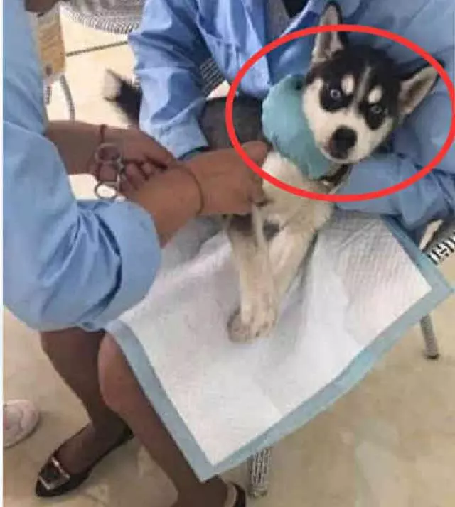 二哈狗狗突然暈倒,醫生詢問,主人:搶不到狗糧被我氣暈的