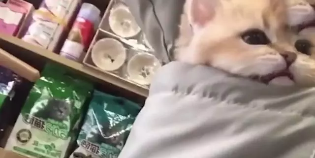 小貓咪裝兜里,路人忍不住調戲,貓:都走開,我超凶的