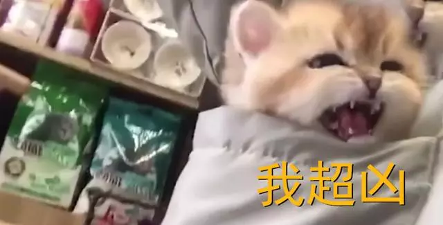 小貓咪裝兜里,路人忍不住調戲,貓:都走開,我超凶的