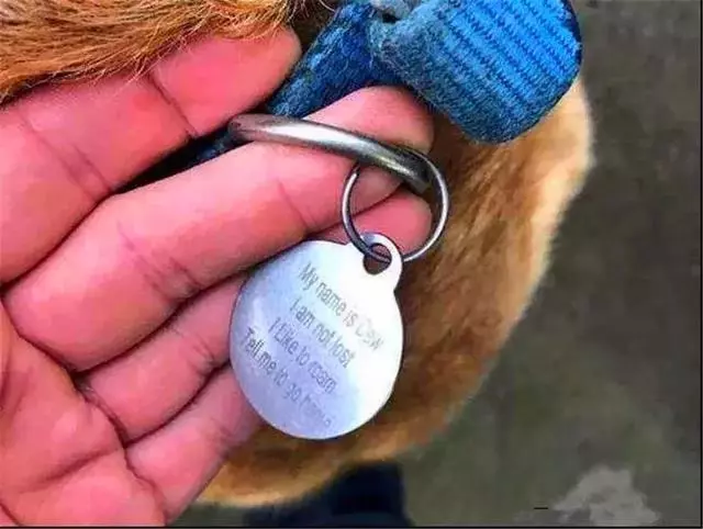路人遇見流浪名犬,欲救助卻見狗牌標記:沒走丟,麻煩告訴它回家