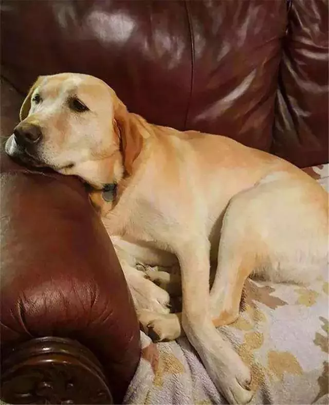路人遇見流浪名犬,欲救助卻見狗牌標記:沒走丟,麻煩告訴它回家