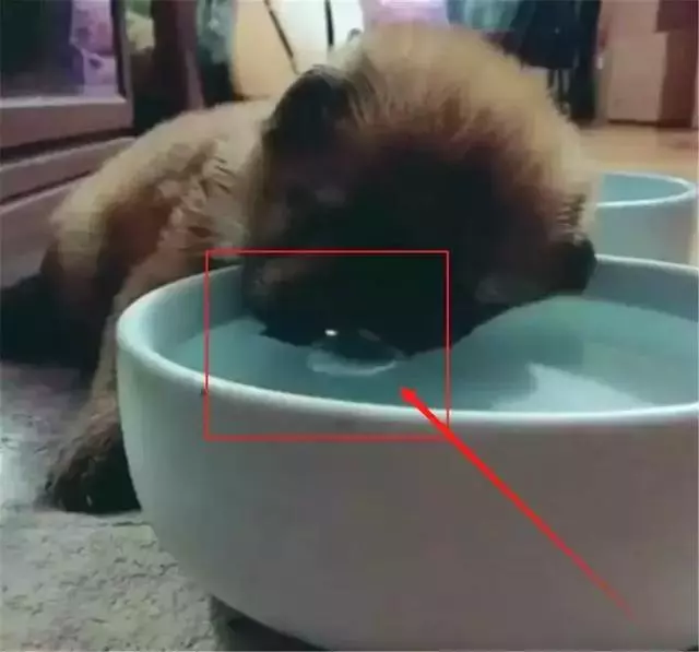 鏟屎官看到小狗跑去喝水,趴在盆中紋絲不動,只見水裡冒起了水泡