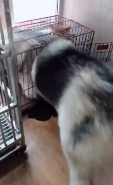 阿拉斯加佔領柴柴窩,一大坨肉肉硬塞,柴柴:麻麻你看它硬要,麻麻:你傻了嗎?