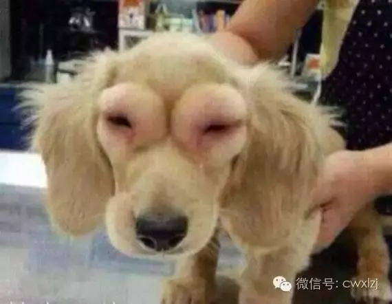 狗狗出門一趟,沒想到回來變成了這個模樣,村裡老人都被吸引過來
