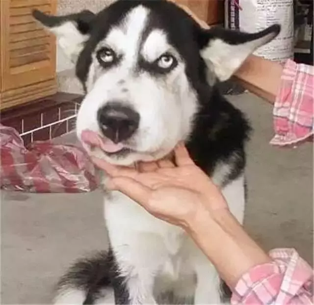 狗狗出門一趟,沒想到回來變成了這個模樣,村裡老人都被吸引過來