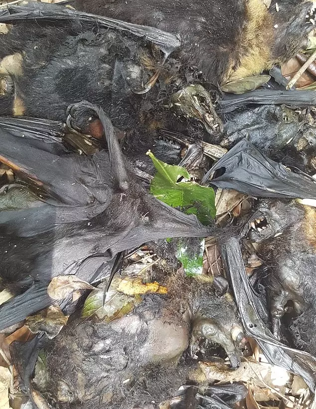 逾5千蝙蝠熱死 屍從天降到處散發腐臭味 | 東方網 | 馬來西亞東方日報
