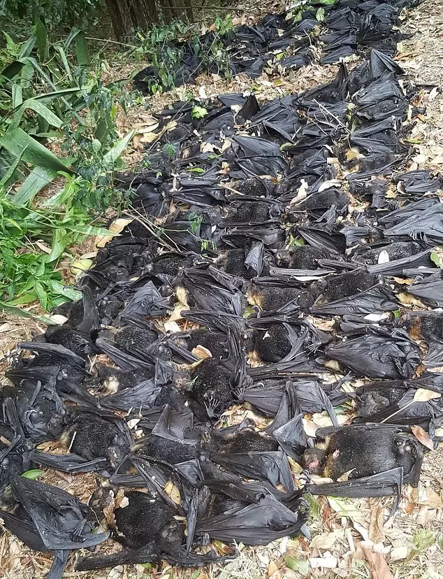 逾5千蝙蝠熱死 屍從天降到處散發腐臭味 | 東方網 | 馬來西亞東方日報