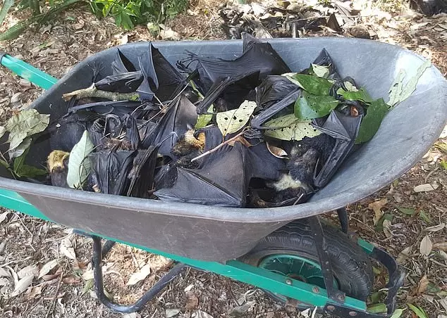 逾5千蝙蝠熱死 屍從天降到處散發腐臭味 | 東方網 | 馬來西亞東方日報