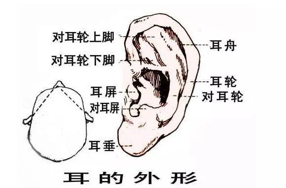 每天揉揉這個地方,助睡眠、養陽氣,很多小病不治而愈