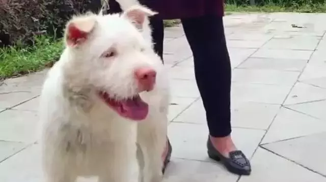 下司犬被主人送至他鄉,五個月後步行兩百公里回家,狗狗:想主人