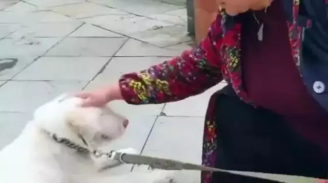 下司犬被主人送至他鄉,五個月後步行兩百公里回家,狗狗:想主人