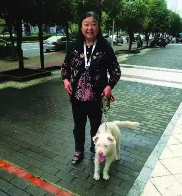下司犬被主人送至他鄉,五個月後步行兩百公里回家,狗狗:想主人