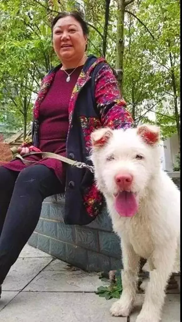 下司犬被主人送至他鄉,五個月後步行兩百公里回家,狗狗:想主人
