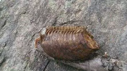 昆蟲界既美麗又殘酷的」天生殺手「它們對自己的伴侶也是異常殘忍