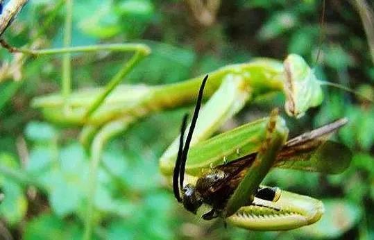 昆蟲界既美麗又殘酷的」天生殺手「它們對自己的伴侶也是異常殘忍