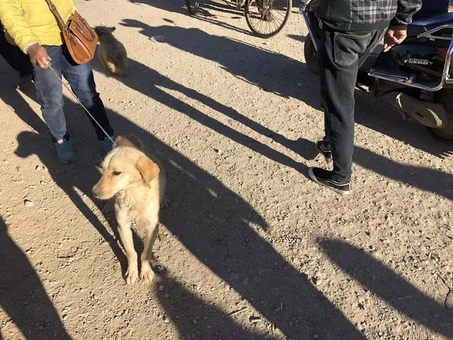 瘦得只剩骨頭的金毛你見過嗎?肉狗商販都不太願意收購