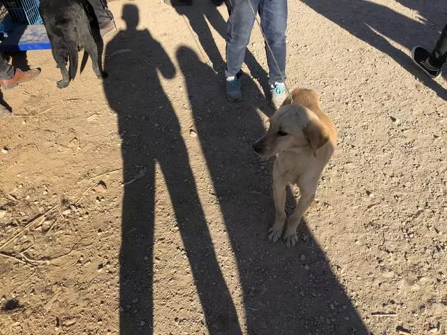 瘦得只剩骨頭的金毛你見過嗎?肉狗商販都不太願意收購