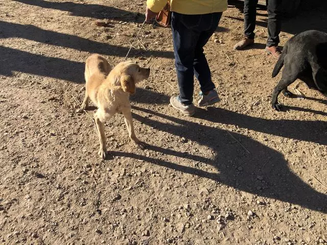 瘦得只剩骨頭的金毛你見過嗎?肉狗商販都不太願意收購