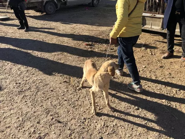 瘦得只剩骨頭的金毛你見過嗎?肉狗商販都不太願意收購