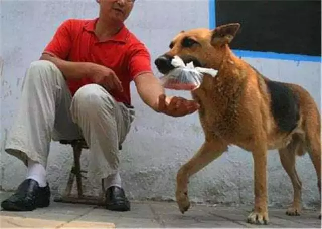 自己會買火腿腸的土狗,悠閒生活在鎮上,出名後主人卻開始擔心