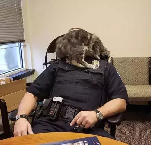 現在警察叔叔都流行養貓了吧