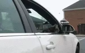 現在警察叔叔都流行養貓了吧