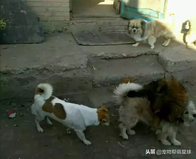 流浪狗媽媽為了保護自己的孩子,竟然被人扔到河裡,人性呢?