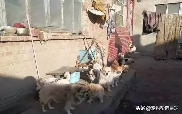流浪狗媽媽為了保護自己的孩子,竟然被人扔到河裡,人性呢?
