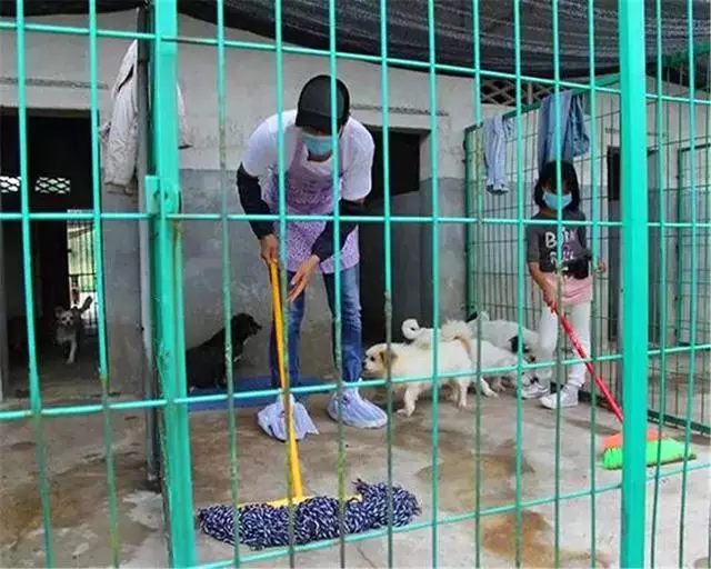 狗狗誤舔消毒液而中毒,打掃狗窩需注意三點,保護愛犬不被誤傷