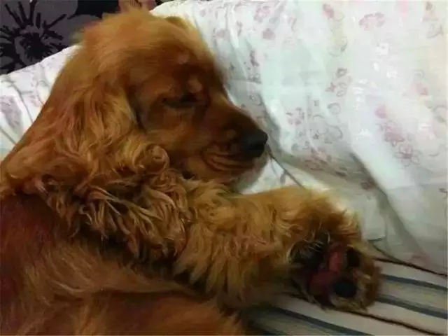 狗狗誤舔消毒液而中毒,打掃狗窩需注意三點,保護愛犬不被誤傷