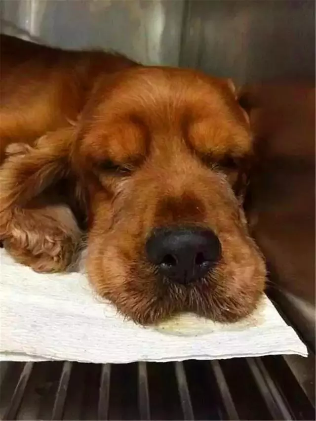狗狗誤舔消毒液而中毒,打掃狗窩需注意三點,保護愛犬不被誤傷