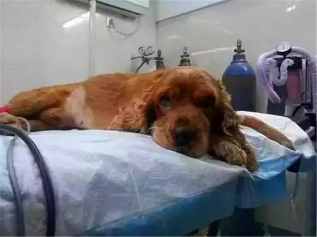 狗狗誤舔消毒液而中毒,打掃狗窩需注意三點,保護愛犬不被誤傷