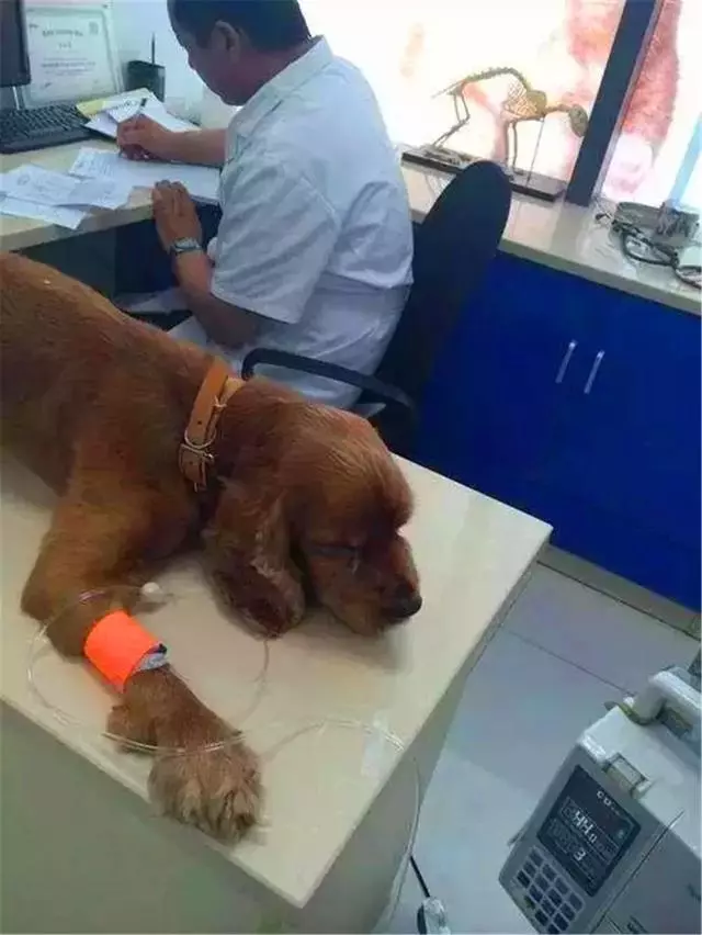 狗狗誤舔消毒液而中毒,打掃狗窩需注意三點,保護愛犬不被誤傷
